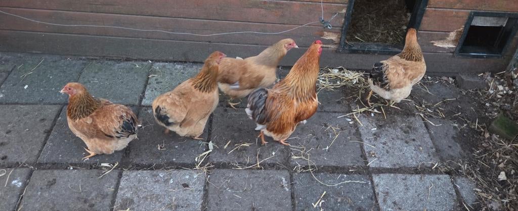 Wyandotte kriel buff (blauw)(vuilwit) columbia broedeieren, Dieren en Toebehoren, Geslacht onbekend, Kip