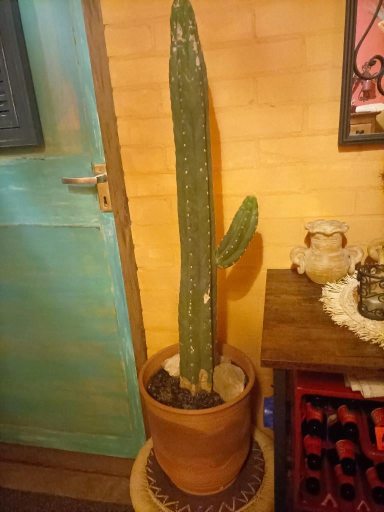 Cactus trichocereus pachanoi groot 1 meter, Huis en Inrichting, Kamerplanten, 100 tot 150 cm, Ophalen of Verzenden, In pot, Cactus