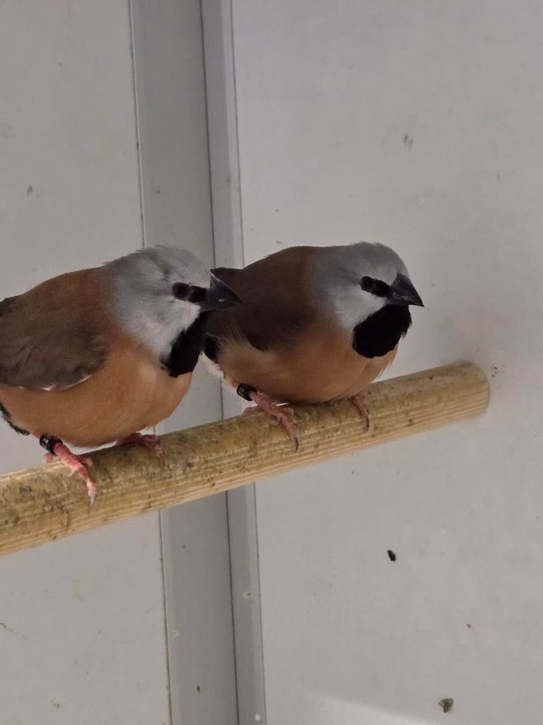 3 Gordelgrasvinken, Dieren en Toebehoren, Vogels | Overige Vogels, Meerdere dieren, Geringd