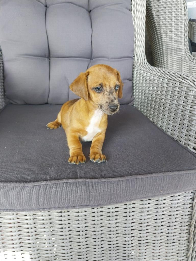 Kruising teckel/jack russel wegens annulering., Dieren en Toebehoren, Honden | Niet-rashonden, Reu, Eén hond, Klein, Nederland