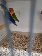 Fischeries, Dieren en Toebehoren, Vogels | Parkieten en Papegaaien, Meerdere dieren, Parkiet