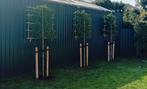 Bomen o.a leibomen en dakbomen, bolbomen, Tuin en Terras, Ophalen, Volle zon, Overige soorten