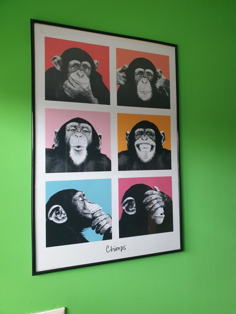 Chimpansee poster met zwarte lijst, Ophalen of Verzenden