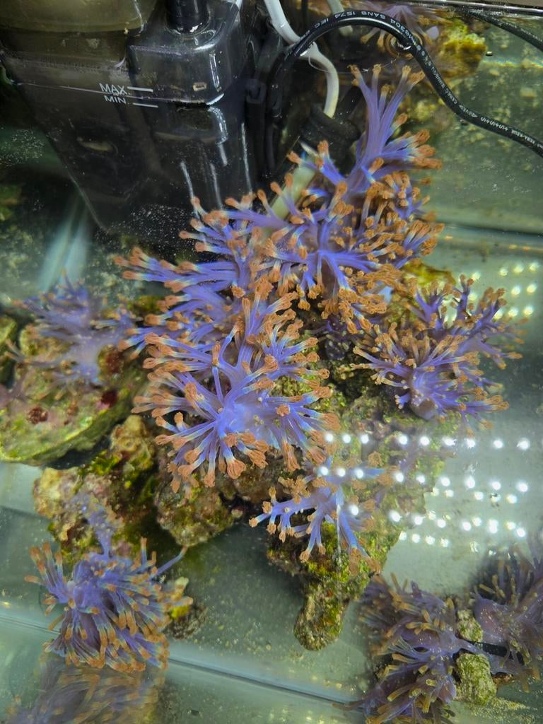 Cespitularia, Overige typen, Zoutwatervis