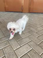 Maltezer hond, Dieren en Toebehoren, Maltezer, Particulier, Reu, Buitenland