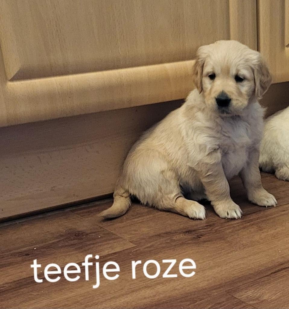 Prachtige raszuivere Golden Retriever pups, Golden retriever, Parvo, 8 tot 15 weken, Meerdere