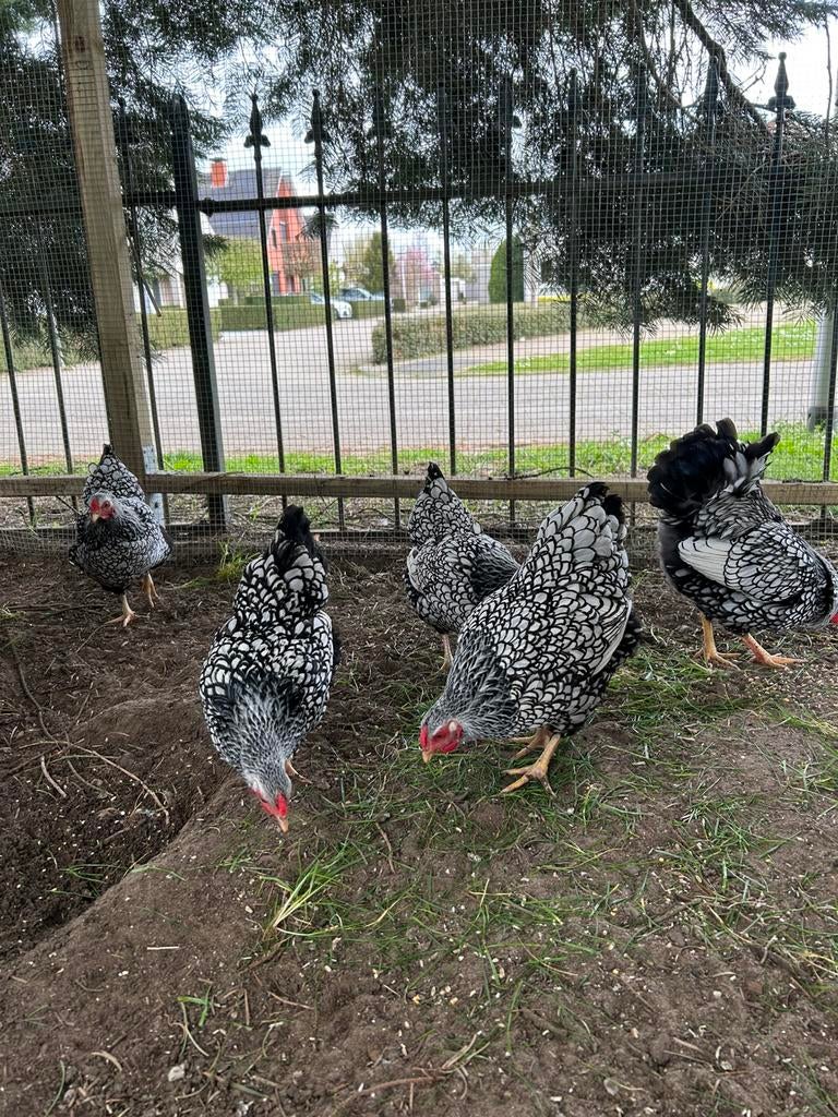 Wyandotte kriel hennen zilver-zwart gezoomd, Dieren en Toebehoren, Pluimvee, Vrouwelijk, Kip