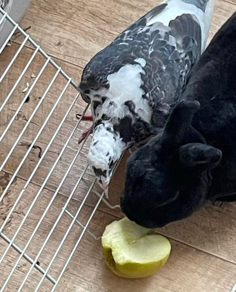Steve en Valentino doffer sierduif en mannelijk konijn., Dieren en Toebehoren, Mannelijk