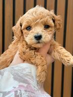 Lieve mini labradoodle pups, lieve mini doodle pups, Parvo, Overige rassen, 8 tot 15 weken, Meerdere