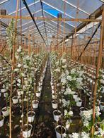 Amelanchier 'Prince William' te koop!, Tuin en Terras, Planten | Bomen, Halfschaduw, Overige soorten, Lente, 100 tot 250 cm