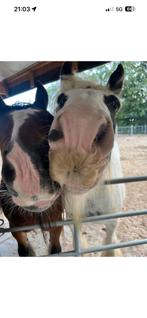 Verzorger/bijrijder gezocht 18+, Dieren en Toebehoren, Paarden en Pony's | Overige Paardenspullen, Ophalen of Verzenden