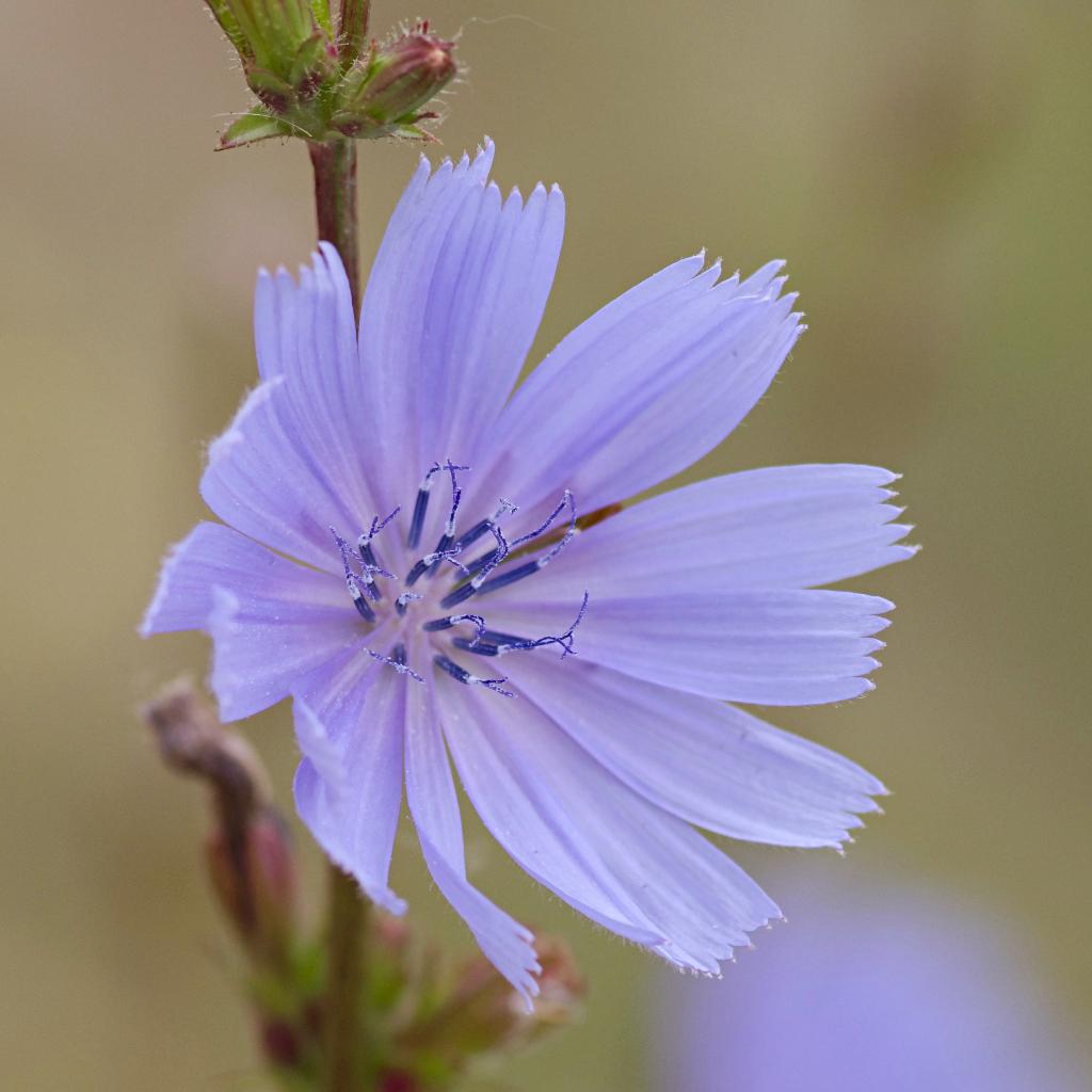 Zaden wilde cichorei (Cichorium intybus) - inheems, Ophalen of Verzenden, Voorjaar, Volle zon, Zaad