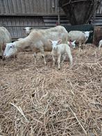 Schapen met lammeren, Dieren en Toebehoren, Schapen, Geiten en Varkens, Meerdere dieren