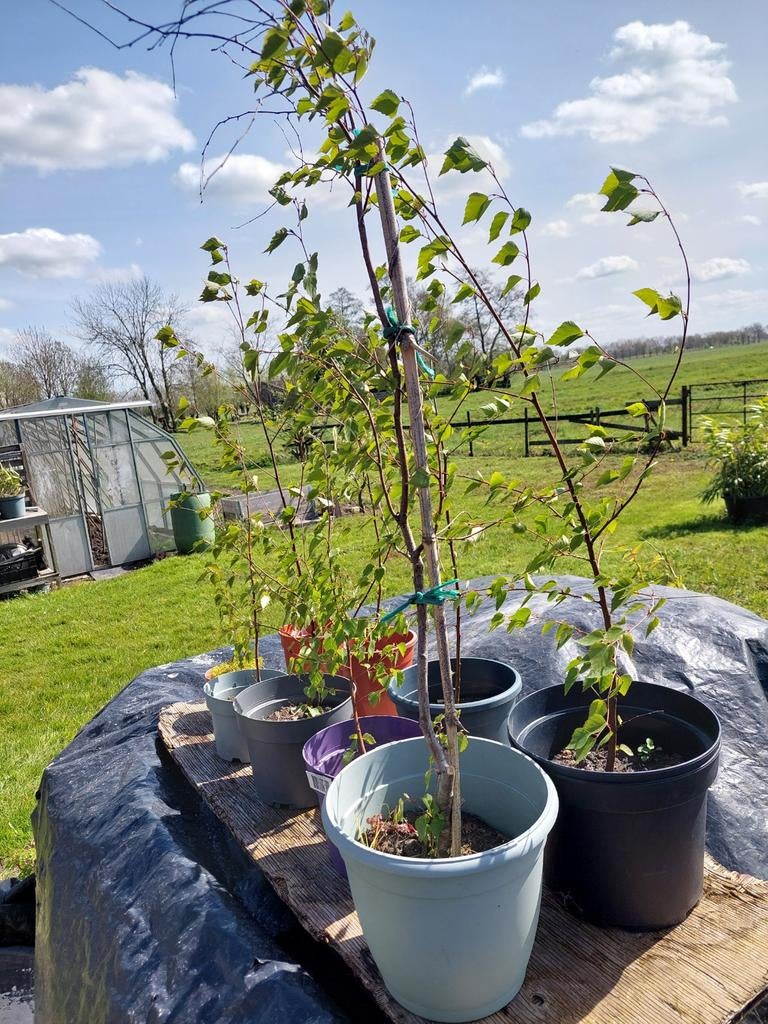 Berken boompjes, Ophalen of Verzenden, Minder dan 100 cm