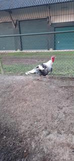 Te koop, Mannelijk, Kalkoen