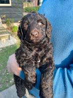 1prachtige choco bruine cockapoo x australian labradoodle, Overige rassen, 8 tot 15 weken, Parvo, Meerdere