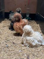 Krulveer usa zijdehoen broedeieren, Dieren en Toebehoren, Geslacht onbekend, Kip