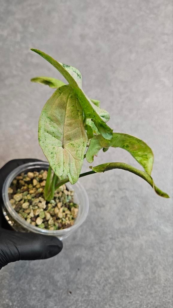 Syngonium Milk Confetti Tricolor, Ophalen of Verzenden, Halfschaduw, Minder dan 100 cm