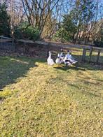 Pommerse ganzen, Meerdere dieren, Gans of Zwaan