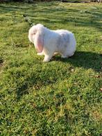 Franse hangoor ram, Dieren en Toebehoren, Mannelijk, Groot, Hangoor, 0 tot 2 jaar