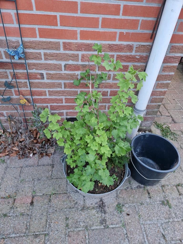 Aalbessen (rood, zwart) en gele framboos te koop, Ophalen of Verzenden