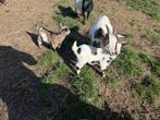 2 dwerggeit bokjes, Dieren en Toebehoren, Mannelijk, Geit, 0 tot 2 jaar