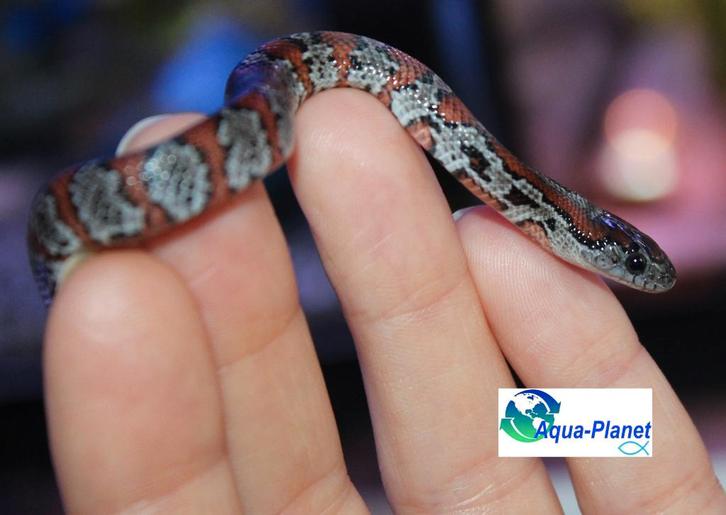 Mexicaanse Koningsslang Kingsnake - unknown for sale from Aqua-Planet
