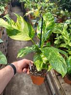 Epipremnum Golden Flame - Nieuw in pot 12, Overige soorten, In pot, Minder dan 100 cm, Groene kamerplant