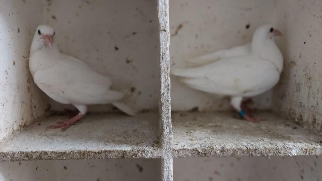 Twee witte duiven, Dieren en Toebehoren, Meerdere dieren, Geringd