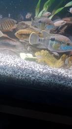 Andinoacara rivulatus, Dieren en Toebehoren, Vissen | Aquariumvissen, Vis, Zoetwatervis, Schoolvis