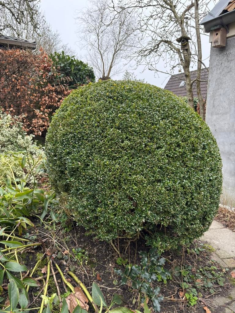 Mooie, goede buxus bol, Tuin en Terras, Planten | Struiken en Hagen, Ophalen, Buxus, 100 tot 250 cm