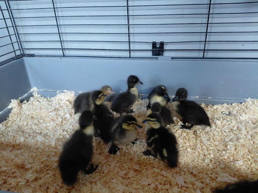 Kwaker pullen/kuikens, Geslacht onbekend