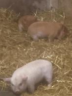 Kune Kune biggetje s, Meerdere dieren, Varken, 0 tot 2 jaar