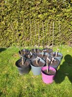 Appelboom  en kersenboom, Ophalen, Lente, Volle zon, In pot