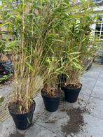 Bamboe fargesia rufa, Tuin en Terras, Ophalen, Bloeit niet, Overige soorten, Halfschaduw