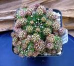 cactus - Gymnocalycium anisitsii ssp. multiproliferum, Ophalen of Verzenden, Cactus, Volle zon, Minder dan 100 cm