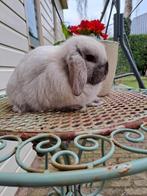 Prachtig jong raszuiver minilop rammetje, Mannelijk, Dwerg