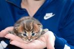 Maine Coon kittens, Meerdere dieren, Gechipt, 0 tot 2 jaar
