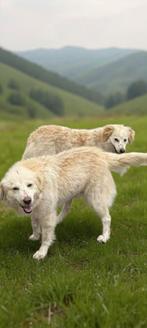 Italiaanse lieverds zoeken baasje komen in opvang 29 maart, Dieren en Toebehoren, Particulier, 15 weken tot 1 jaar, Buitenland