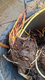 Waterlelie wortelstok - Nymphaea, Tuin en Terras, Planten | Tuinplanten, Ophalen