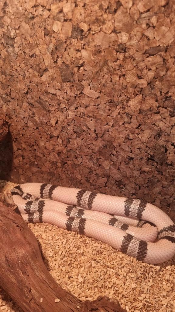 melkslang,lampropeltis triangulum Milk Snake - male for sale from walter