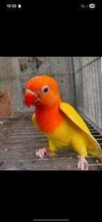 Agapornis lutino roodoog gezocht, Vrouwelijk, Dwergpapegaai of Agapornis