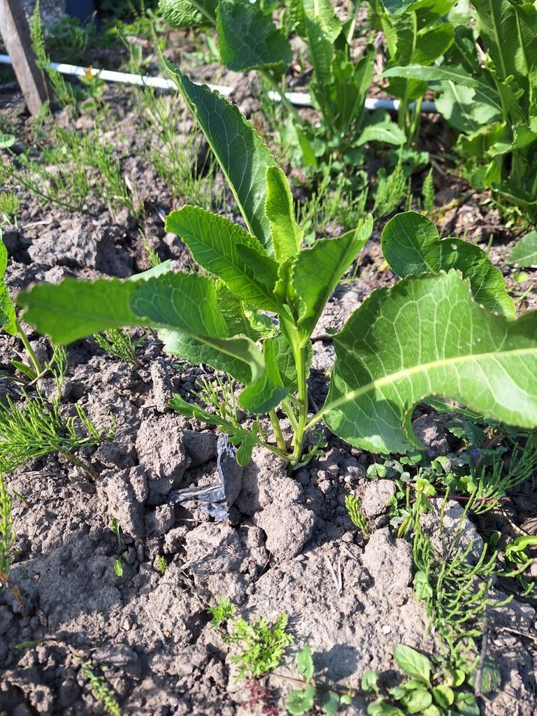 Mierikswortel stekken, Ophalen of Verzenden, Vaste plant, Groenteplanten, Volle zon