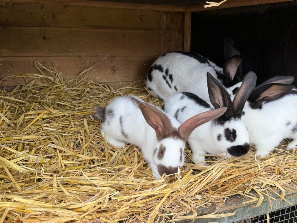 Groot Lotharingers, Dieren en Toebehoren, Konijnen, Meerdere dieren, Groot