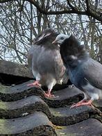 Oud Hollandse capucijnen, Meerdere dieren, Overige soorten