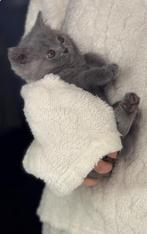 Britse korthaar kitten, Ophalen