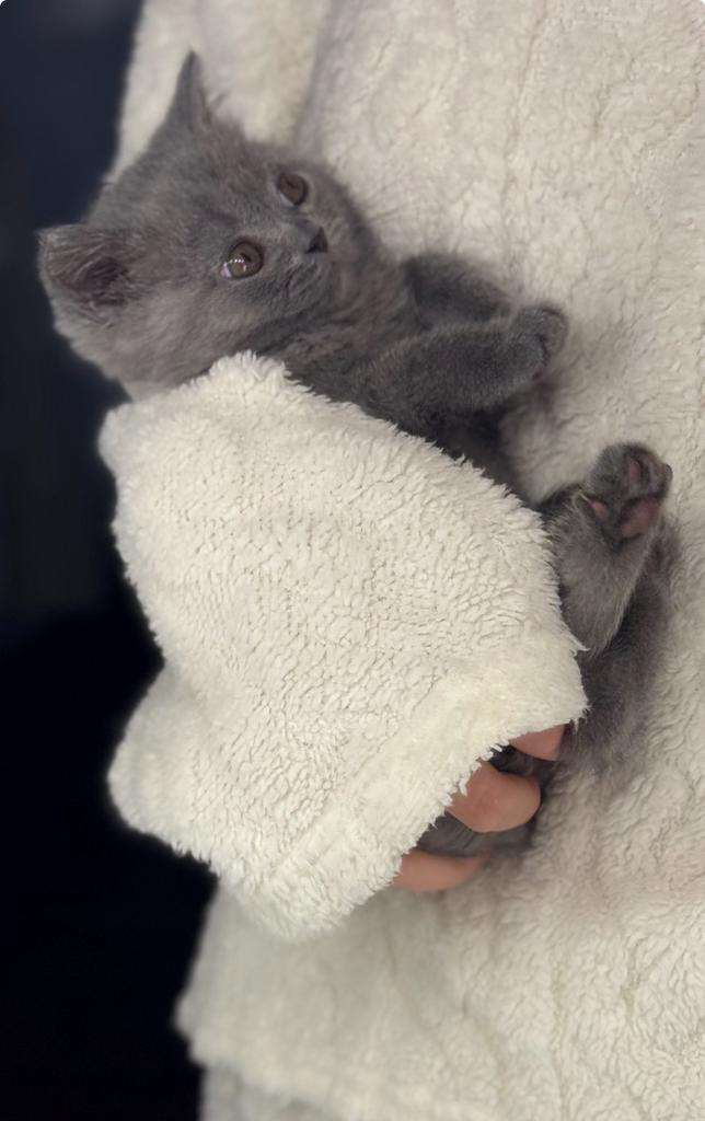 Britse korthaar kitten, Dieren en Toebehoren, Kattenspeelgoed, Ophalen