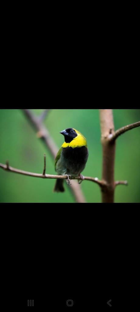 Mooie Kleine Cubavink €20,- per stuk ( 2 mannetjes over ), Dieren en Toebehoren, Vogels | Overige Vogels, Tropenvogel, Meerdere dieren