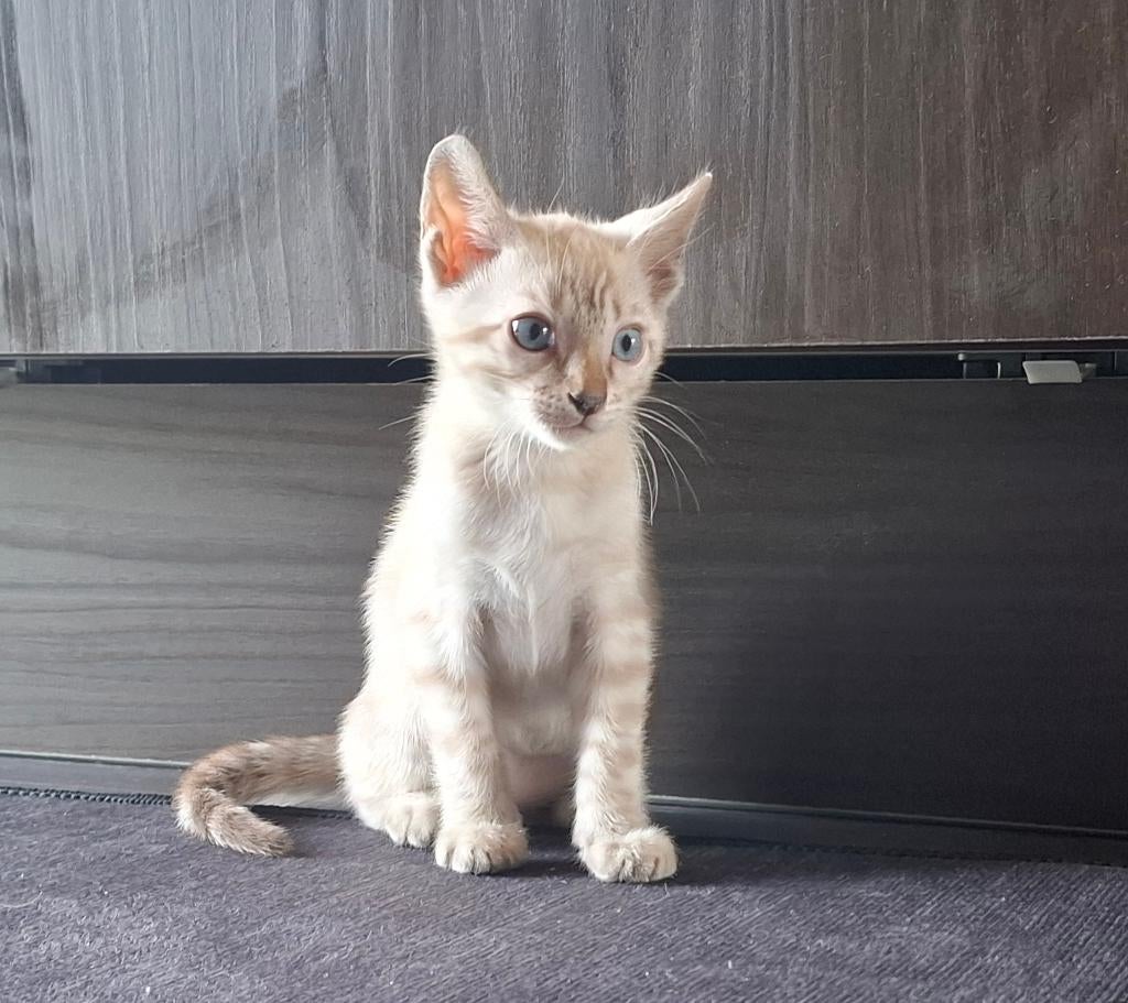 2 kittens samen, broers, raskatten, snow bengals, Meerdere dieren, Ontwormd, 0 tot 2 jaar