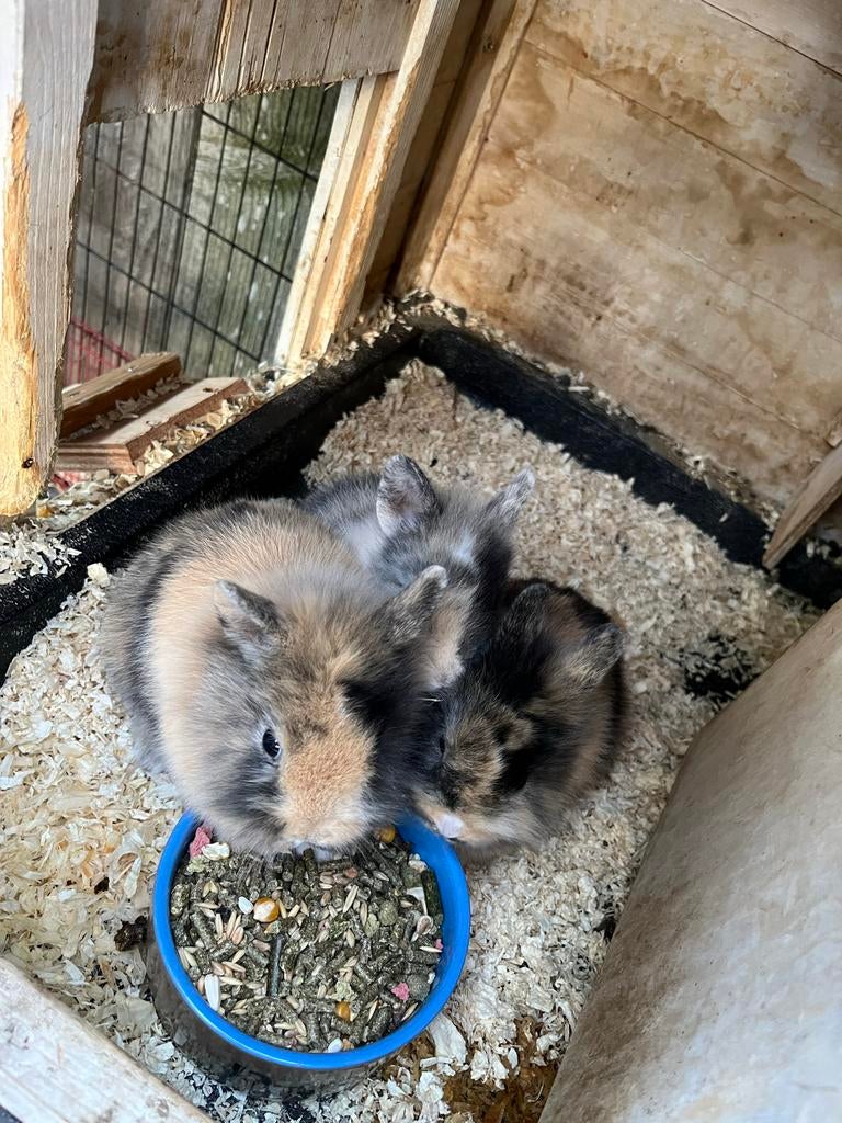 Konijntjes, Dieren en Toebehoren, Konijnen, Klein, Meerdere dieren, 0 tot 2 jaar